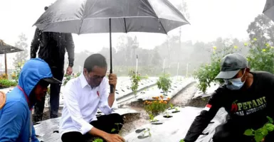 Hujan Deras, Jokowi Tanam Cabai Pakai Baju Putih Bersih