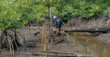 Akademisi ITB Sebut Mangrove Bisa Tahan Tsunami & Perubahan Iklim