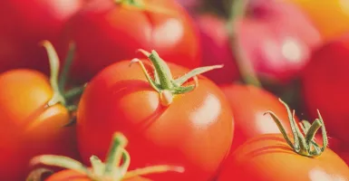 Kamu Rutin Makan Tomat Setiap Hari, 3 Penyakit Ganas Bisa Ambrol