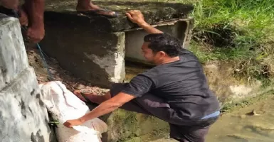Dinas Kelautan Aceh: Ikan Raksasa Viral Berasal dari Amazon