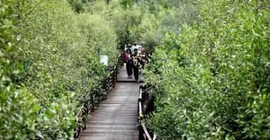 HPN 2022 Jadi Momen Penting untuk Jaga Hutan Mangrove