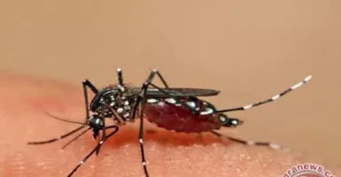 Masyarakat Bisa Lakukan Ini untuk Cegah Demam Dengue