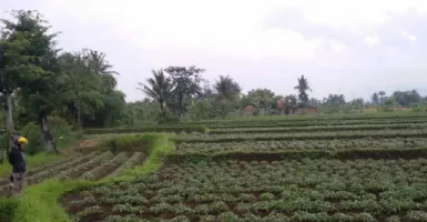Desa di Lingga Bakal Dijadikan Lokasi Agrowisata Salak