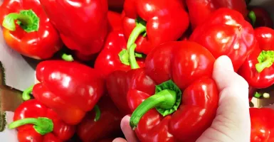 5 Jenis Sayuran Berwarna Merah yang Mengandung Nutrisi Tinggi