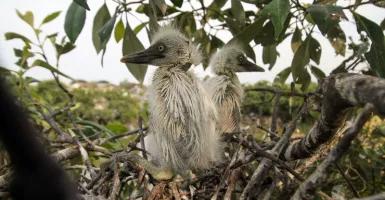 Burung Kuntul Ampuh Cegah Hama, Habitatnya Perlu Dijaga