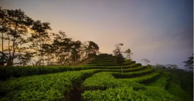 Sensasi Melihat Kemegahan Candi Borobudur dari Kebun Teh Nglinggo