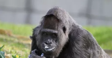 Gorila Tertua di Dunia Rayakan Ulang Tahun, Umurnya Sebegini