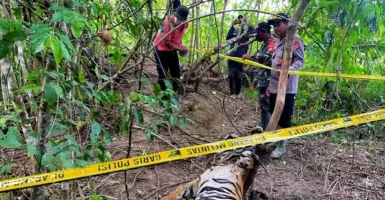 Terkena Jeratan Babi, 2 Harimau Sumatra Mati di Aceh Timur