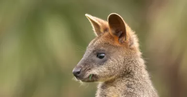 Aduh, Nenek 69 Tahun Diserang Kanguru di Australia