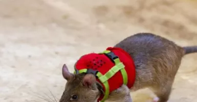 Tikus dengan Tas Ransel Mini, Dilatih Lakukan Tugas Penting