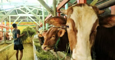 Kasus PMK Hewan Ternak Masih Bertambah di Kota Bandung