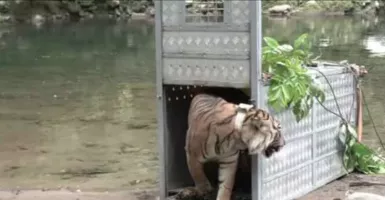 2 Harimau Dilepasliarkan di TNKS Kerinci Seblat, Ini Alasannya