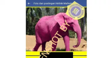 Ini True Story Gajah Pink yang Viral di Jagat Maya