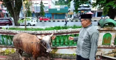 Lihat Sapi Jokowi untuk Kurban di Sorong, Besar Banget
