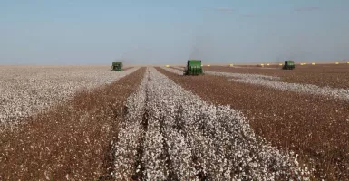 Dongkrak Industri Tekstil, Cotton Brazil Suplai Kapas Berkualitas