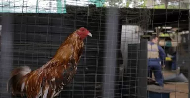 Kajian Gus Baha: Ayam Berkokok Tengah Malam Jika Melihat Malaikat