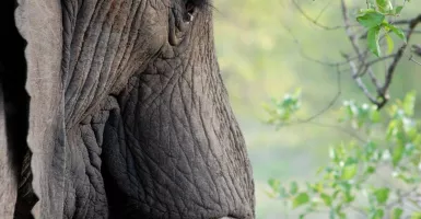Gajah Langka di Myanmar, Dianggap Makhluk Pembawa Keberuntungan