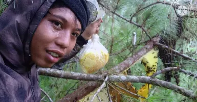 Kisah Sukses Putra, Sang Pemburu Madu Hutan Lokal