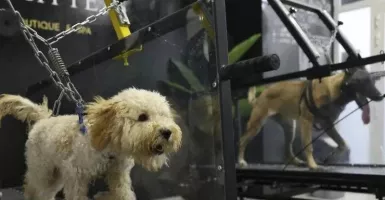Ada Gym Khusus Buat Anjing Supaya Terlindung dari Panas