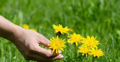 Obat Herbal dari Tanaman Dandelion Manfaatnya Dahsyat