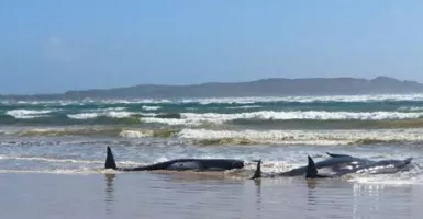 Pantai Tasmania Australia Jadi Neraka Paus Pilot, 200 Ekor Mati Massal