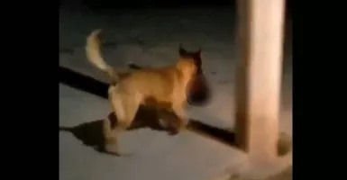 Ngeri, Anjing Berlari Sambil Membawa Kepala Manusia untuk Dimakan! Cek Videonya