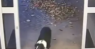 Viral Anjing Hilang Masuk Kantor Polisi Demi Bertemu Pemilik