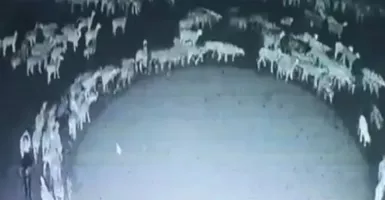 Fenomena Aneh Domba Berjalan Membentuk Lingkaran, Pertanda Apa?