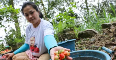 Gandeng Pemuda Bandung, Orang Muda Ganjar Ajarkan Pertanian Organik
