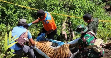 Harimau Ditemukan Mati Terjerat di Aceh Selatan, 19 Saksi Diperiksa