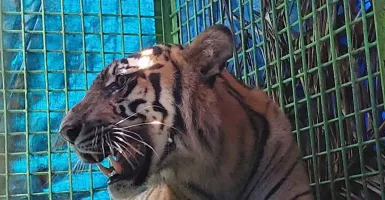 Harimau Sumatra Cedera Berhasil Dievakuasi BKSDA Bengkulu