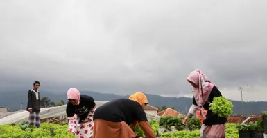 Manuver Berkelas Ganjar Muda Padjadjaran kepada Petani Lembang