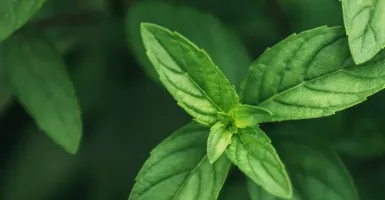 Khasiat Daun Mint Ternyata Dahsyat, Meredakan Sakit Kepala dan Meningkatkan Kesehatan Otak