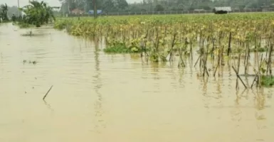 Ratusan Hektare Lahan Pertanian di NTB Rusak Diterjang Banjir