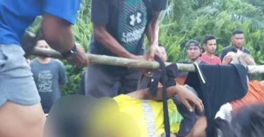 Petani Karet di Siak Ditemukan Tewas Diduga Diserang Harimau