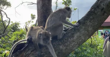 Wisatawan Pulau Monyet di Kalsel Alami Lonjakan Fantastis