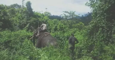 Warga Kewalahan Usir Gajah di Aceh Jaya Masuk Permukiman