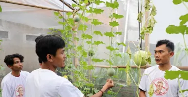Gandeng Milenial, PMN Dukung Ganjar Gelar Pelatihan Menanam Melon