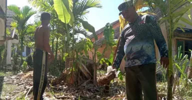 Gajah Liar di Aceh Jaya Masuk Permukinan, Warga Mulai Ketakutan