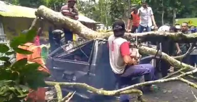 Pengemudi Tewas Seusai Mobilnya Tertimpa Pohon Tumbang di Jember