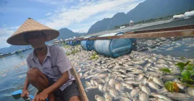 15 Ton Ikan Mati di Danau Maninjau Seusai Hujan Lebat di Agam