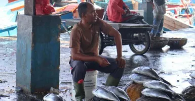 Nelayan Banda Aceh Panen Ikan Tongkol, Harganya Jadi Murah