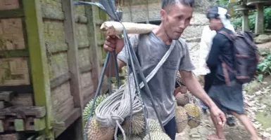 Petani Durian Lebak Banten Panen Melimpah, Ekonomi Meningkat
