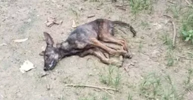 11 Anak Menjadi Korban Gigitan Anjing Rabies di TTS