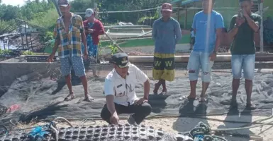 Buaya Berukuran Besar Berhasil Ditangkap Nelayan Gorontalo Utara
