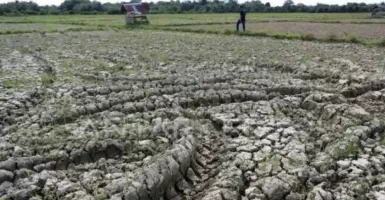 700 Hektare Lahan Sawah Kekeringan di Nagan Raya, Ancam Produksi Padi