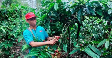Harga Kopi di Bengkulu Naik, Petani Keluhkan Marak Pencurian