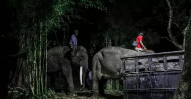Gembira Loka Zoo Yogyakarta Kedatangan 3 Gajah Sumatra