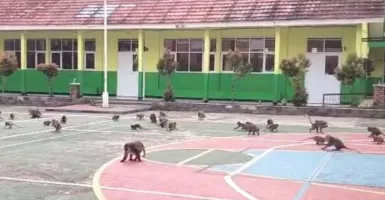 Kawanan Monyet Serbu Sekolah di Bogor, Jadi Hiburan Siswa Belajar