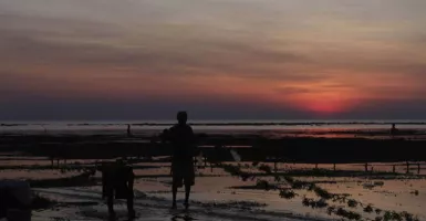 Petani Merugi Akibat Harga Rumput Laut di Rote Ndao NTT Turun Drastis